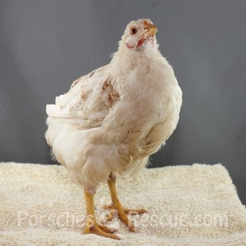 Leftie, Middle and Rightie