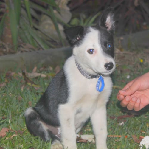 Cadbury ~ Rehomed 24/7/15