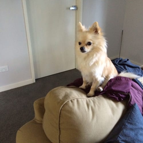 Oscar