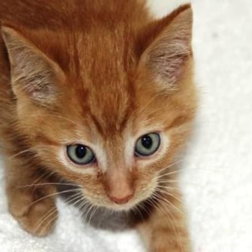 Gingernut