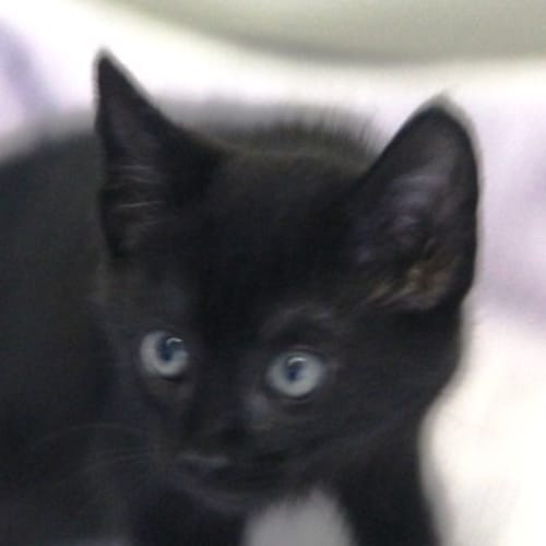 Sooty