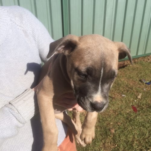 Silvie - adoption pending