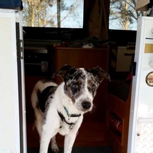 Rufus