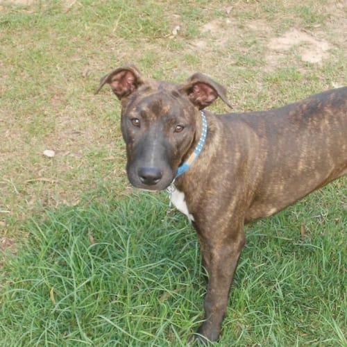 Ash (adoption pending)