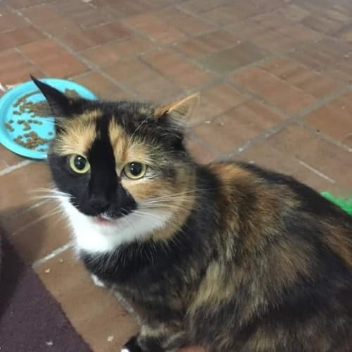 Niesha @ The Pet House, Erina