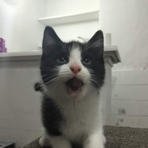 Rascal