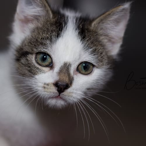 Simon