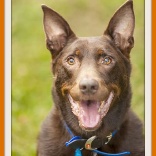 Jet ~ Senior Red Kelpie (trial 5.11.15)