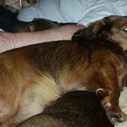 Sir Timothy Hemjoy the Second (adoption pending)