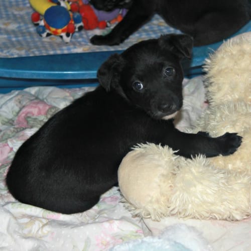 Violet ~ Collie x Kelpie X Lab Puppy(on trial 25/7