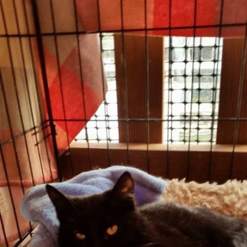 Sookie @ The Pet House Tuggerah