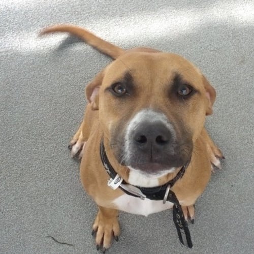 Nova