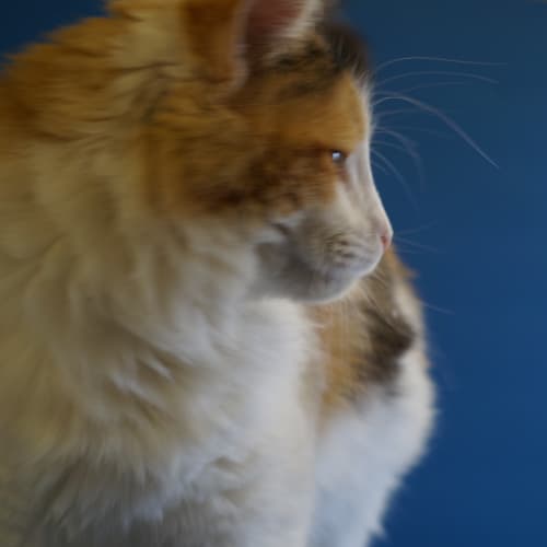Sadie