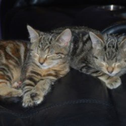 Minion And Munchkin (Dual Adoption)