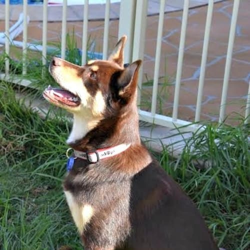 Elsie ~ Red Kelpie (on trial 1/8/15)