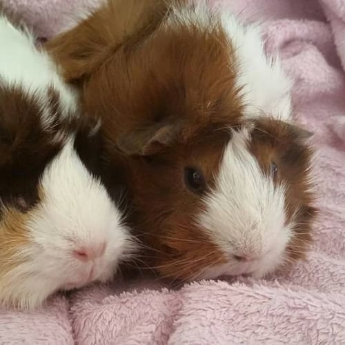 Buffy and Stella