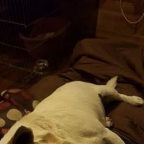 Lulu (adoption pending)