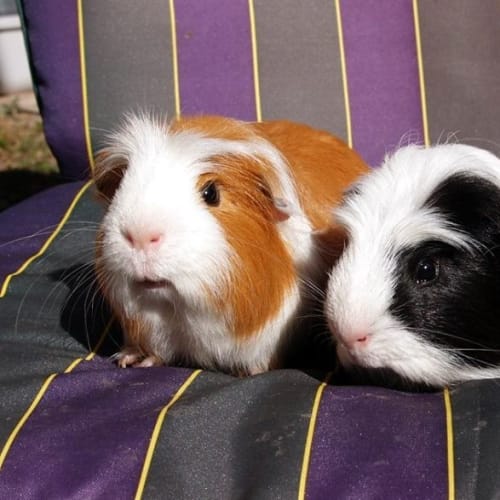 Fred, Ned and Ed