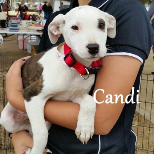 Candi