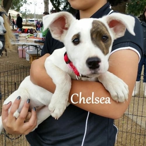 Chelsea