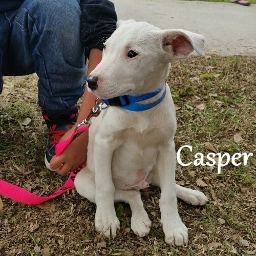 Casper