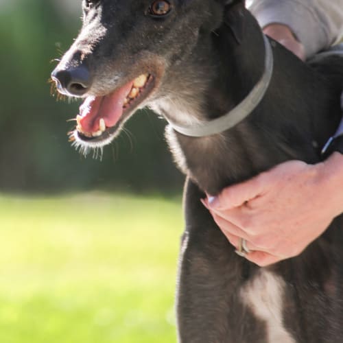 “Beau”, The Gentle Giant. Cat Friendly. Brisbane