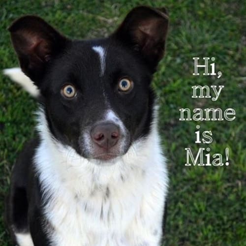 Mia