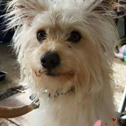 Benji - Adoption pending