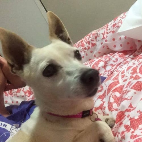 Hunni Adoption Pending