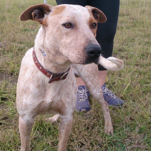 Clancy (adoption pending)