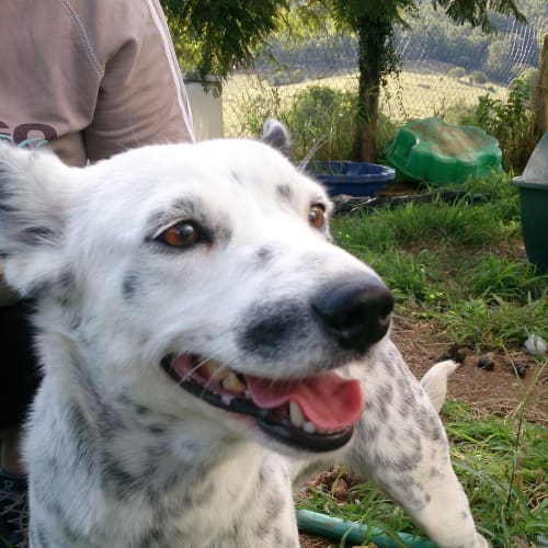 Smudge (adoption pending)