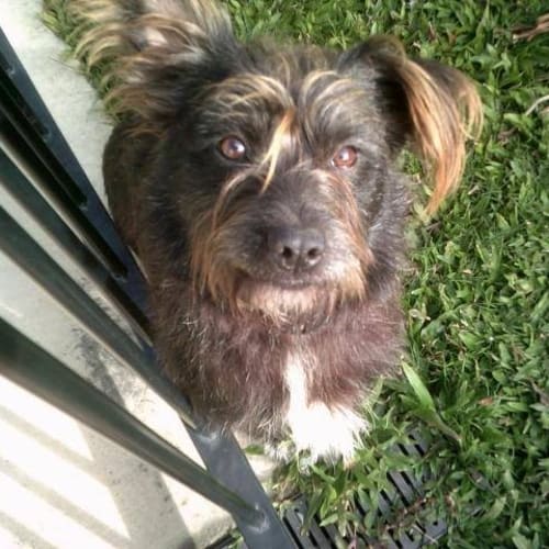 Sergeant Bilko (adoption pending)