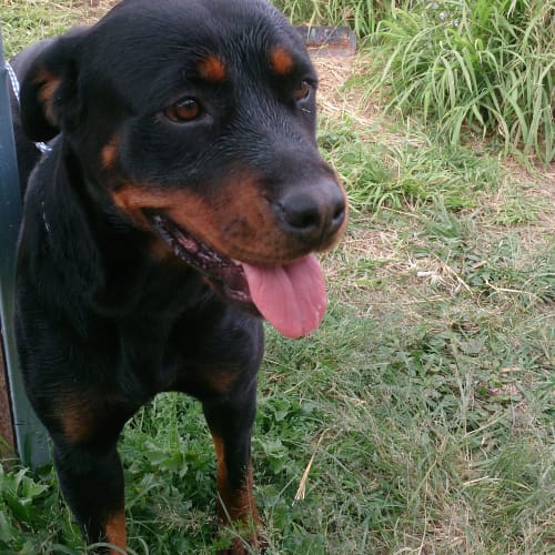 Misty (adoption pending)