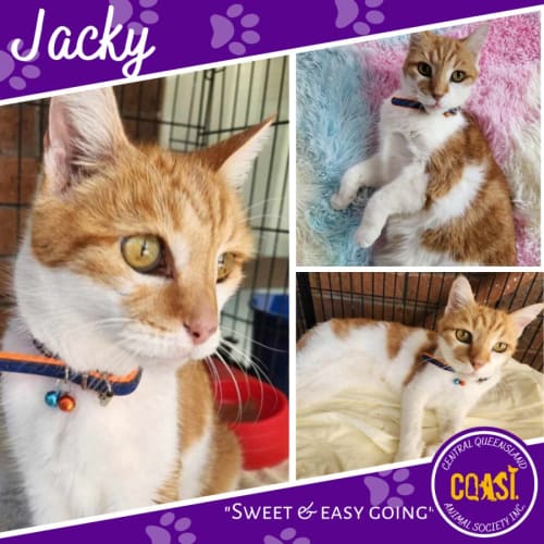 Jacky