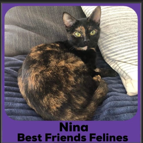 Nina 