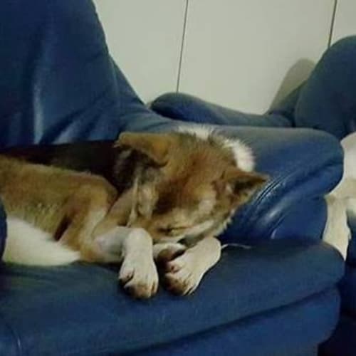 Rosie 'Private Rehoming'