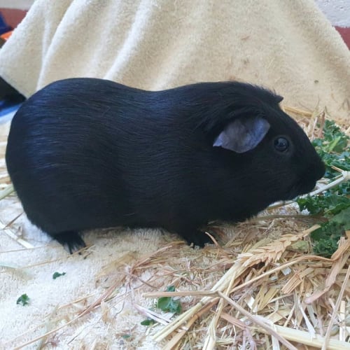 Daphne