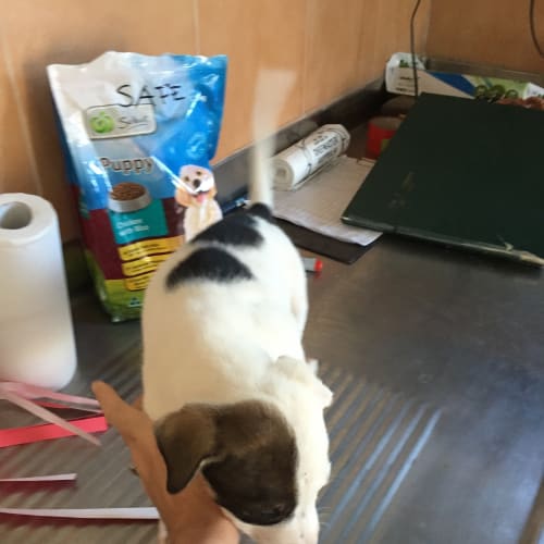 Thyme (Bed42506) *Adopted*