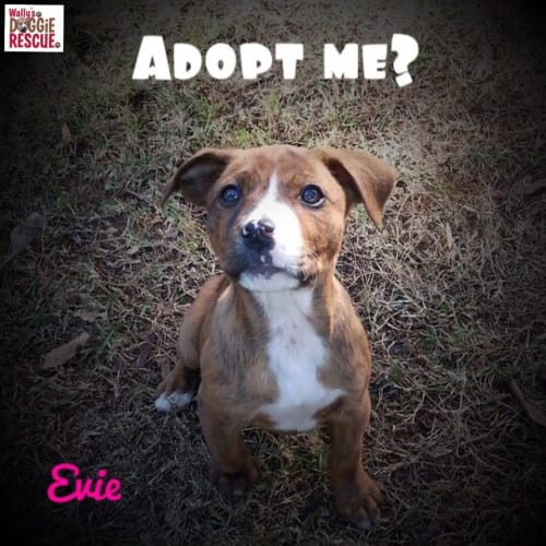 Evie