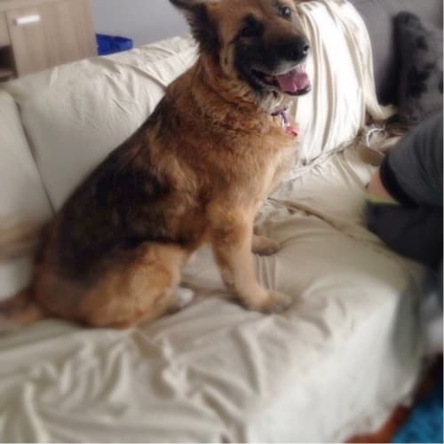 Leeza (Dog/Child friendly)
