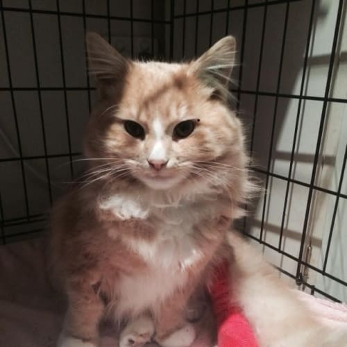 Marmalade