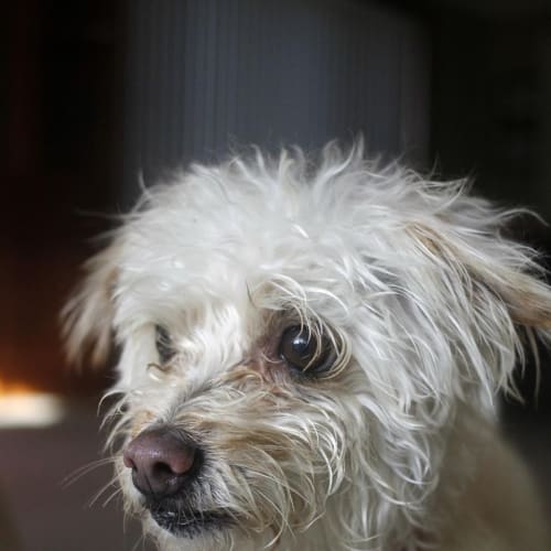 Bella & Chase ~ Maltese X ~ (pn trial 17/8/15)
