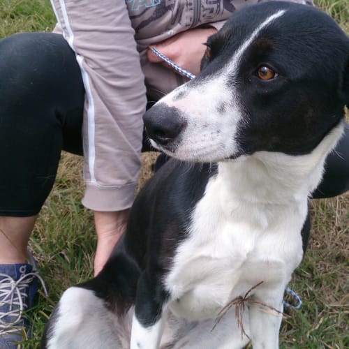 Taylor (adoption pending)