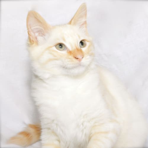 "Flash" (And "Fenix") Purrfect Match 