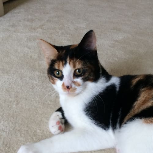 Quinn @ The Pet House, Erina from 31/7