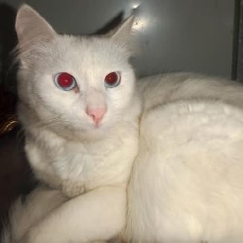 Echo