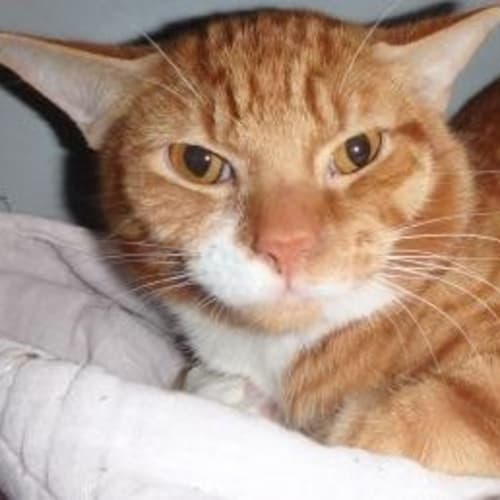 Zimba