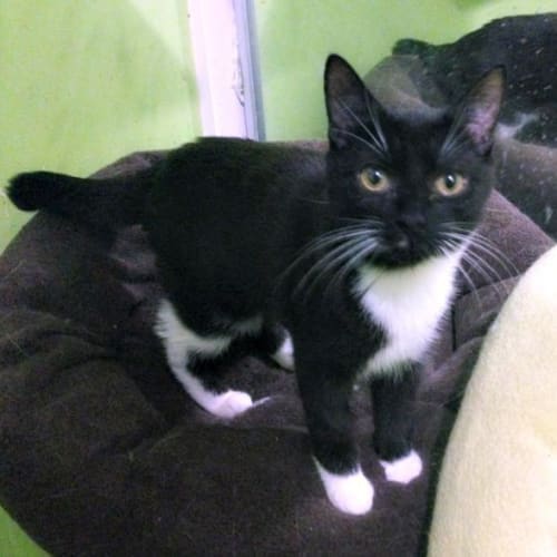 Goosey Loosey - Special Needs