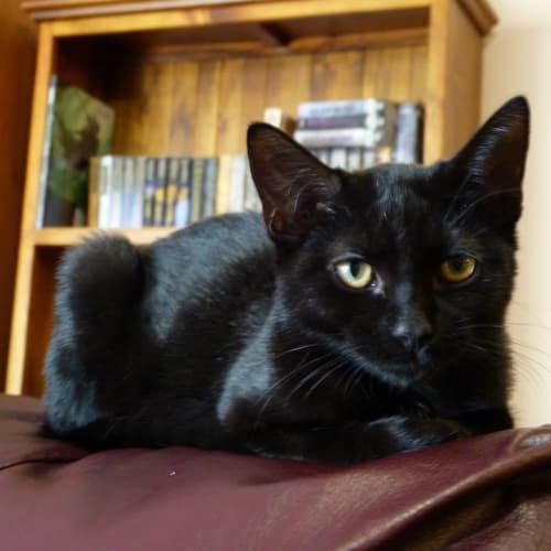 Blixa