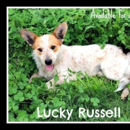 Lucky Russell ~ Jrt X Red Cattle (6/9/15 trial)